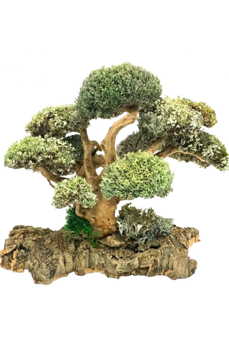 Островок деревьев из цетрарии 40 см