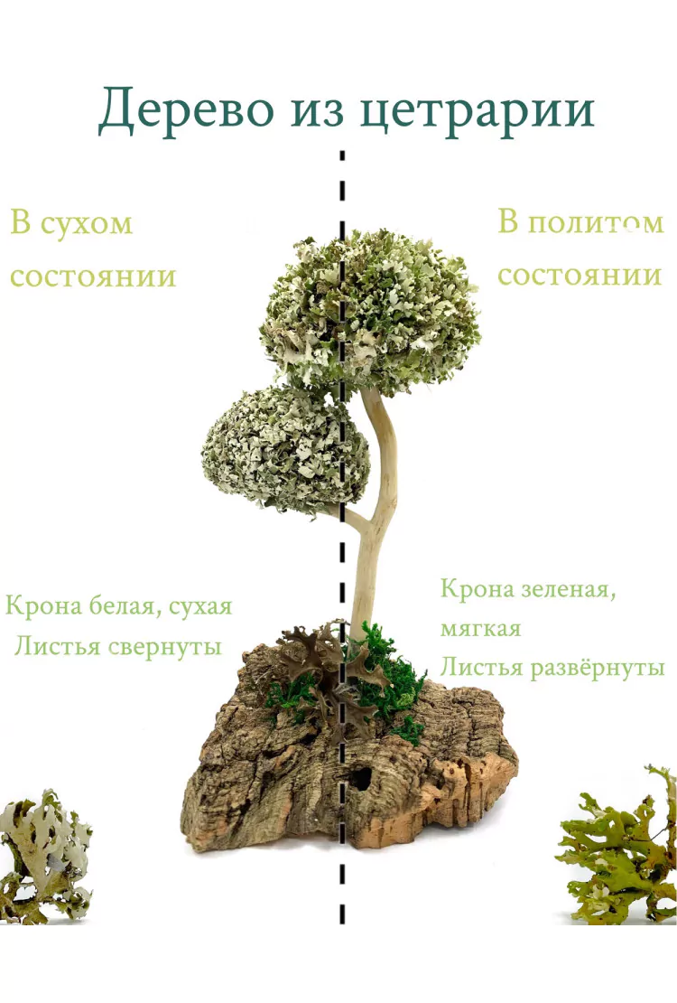 Дерево из цетрарии 23 см
