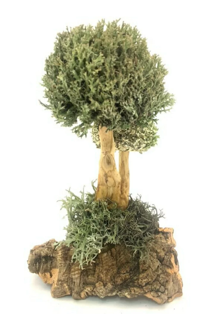 Дерево из цетрарии 27 см