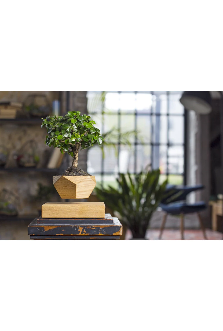 Левитирующий горшок LePlant Wood светлый (бонсай)